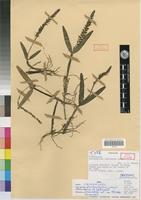 Isotype of Bulbophyllum jaapii Szlachetko,D & Olszewski,T. [family ORCHIDACEAE]