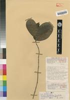 Isotype of Dorstenia involuta Hijmann,M. & Berg,C.C. [family MORACEAE]