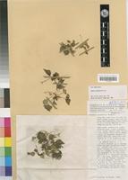 Begonia pseudoviola Gilg [family BEGONIACEAE]
