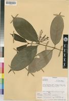 Oxyanthus laxiflorus K.Schum. [family RUBIACEAE]