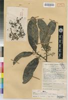 Beilschmiedia acuta Kostermans [family LAURACEAE]