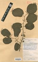 Timber species of Morus mesozygia Stapf [family MORACEAE]