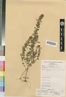 Crotalaria ledermannii Bak.f [family FABACEAE - PAPILIONOIDEAE]