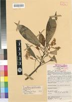Holotype of Impatiens grandisepala Grey-Wilson,C [family BALSAMINACEAE]