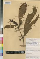 Bertiera retrofracta K.Schum. [family RUBIACEAE]