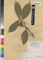Idertia axillaris (Oliv.) Farron [family OCHNACEAE]