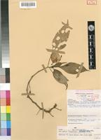 Isotype of Impatiens letouzeyi Grey-Wilson,C [family BALSAMINACEAE]