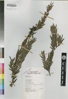 Eugenia dusenii Engler [family MYRTACEAE]