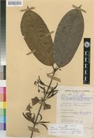 Petitiocodon parviflorum (Keay) Robbr. [family RUBIACEAE]
