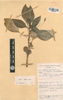 Impatiens wallerana Hook , F. [family BALSAMINACEAE]