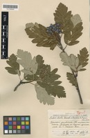 Holotype of Sorbus dualis Zinserl. var. taurica Karnauh [family ROSACEAE]