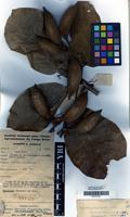 Type of Sterculia tragacantha Lindl. var. stipitata R.Germ. [family STERCULIACEAE]