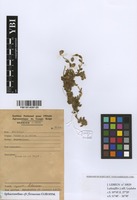 Filed as Sphaeranthus flexuosus O.Hoffm. [family COMPOSITAE]