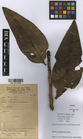 Filed as Protea madiensis Oliv. [family PROTEACEAE]