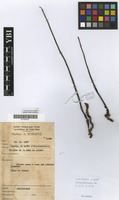Filed as Brachycorythis pleistophylla Rchb.f. var. pleistophylla [family ORCHIDACEAE]
