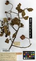 Type of Capparis lucens Hauman [family CAPPARIDACEAE]