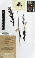 Type of Brachycorythis pleistophylla Rchb.f. var. leopoldii (Kraenzl.) Geerinck [family ORCHIDACEAE]