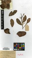 Filed as Cynometra palustris J.Leonard [family LEGUMINOSAE-CAESALPINIACEAE]