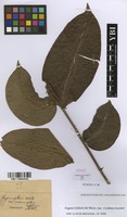 Zanthoxylum gilletii in Global Plants on JSTOR