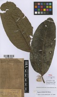 Filed as Zanthoxylum gilletii (De Wild.) P.G.Waterman [family RUTACEAE]