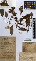 Type of Cynometra michelsonii J.Leonard [family LEGUMINOSAE-CAESALPINIACEAE]