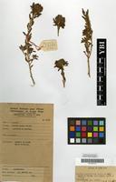Type of Kotschya capitulifera (Welw. ex Baker) Dewit & P.A.Duvign. var. robusta Dewit & P.A.Duvign. [family LEGUMINOSAE-PAPILIONACEAE]