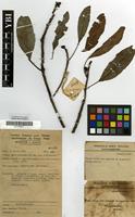 Type of Uapaca nitida Mull.Arg. var. sokolobe P.A.Duvign. [family EUPHORBIACEAE]