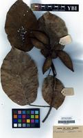Type of Sterculia tragacantha Lindl. var. stipitata R.Germ. [family STERCULIACEAE]