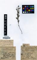 Isotype of Crotalaria bequaertii Baker F. var. pubescens R.Wilczek [family LEGUMINOSAE-PAPILIONACEAE]