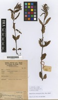 Filed as Impatiens assurgens Baker f. [family BALSAMINACEAE]