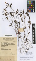 Filed as Impatiens assurgens Baker f. [family BALSAMINACEAE]