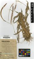 Paratype of Perotis patens Gand. var. parvispicula Robyns & Tournay [family GRAMINEAE]
