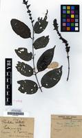 Syntype of Pouchetia gilletii De Wild. [family RUBIACEAE]