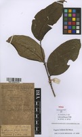 Filed as Zanthoxylum gilletii (De Wild.) P.G.Waterman [family RUTACEAE]