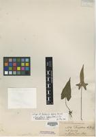 Isotype of Paltonium dubium Rosenst. [family POLYPODIACEAE]