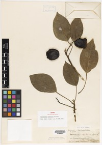 Isotype of Hernandia cubensis Griseb. [family HERNANDIACEAE]