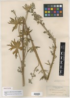 Isotype of Delphinium californicum Torr. & A. Gray f. longipilis [family RANUNCULACEAE]