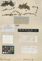 Holotype of Trichomanes latemarginale Eaton [family HYMENOPHYLLACEAE]