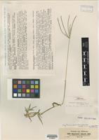 Digitaria adscendens in Global Plants on JSTOR