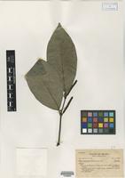 Type? of Piper dezertense Trel. [family PIPERACEAE]