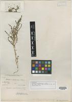 Isotype of Schoberia occidentalis S. Watson [family AMARANTHACEAE]