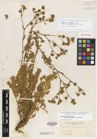 Isotype of Potentilla puberula Greene [family ROSACEAE]