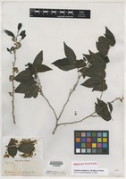 Isolectotype of Casearia eriophora C. Wright ex Griseb. [family SALICACEAE]