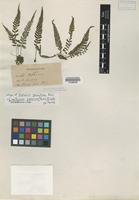Isotype of Diplazium grammitoides C. Presl [family WOODSIACEAE]