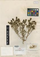 Isotype of Chaenactis macrantha D.C. Eaton [family ASTERACEAE]
