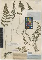 Holotype of Athyrium cystopteroides D.C. Eaton var. elatius D.C. Eaton [family WOODSIACEAE]