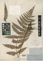 Holotype of Aspidium erythrosorum D.C. Eaton [family TECTARIACEAE]
