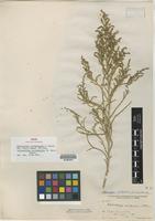 Isotype of Halostachys occidentalis S. Watson [family CHENOPODIACEAE]