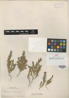 Isotype of Chenopodium stellatum S. Watson [family AMARANTHACEAE]
