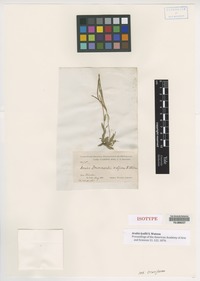 Isotype of Arabis lyallii S. Watson [family BRASSICACEAE]